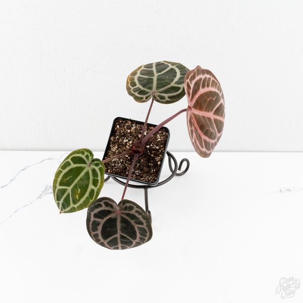 Anthurium Michelle Hot Pink '23' x Zara '14' by DocBlock® (wk9-K)