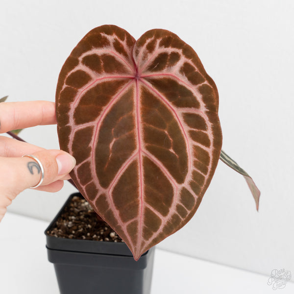 Anthurium Michelle Hot Pink '23' x Zara '14' by DocBlock® (wk9-K)