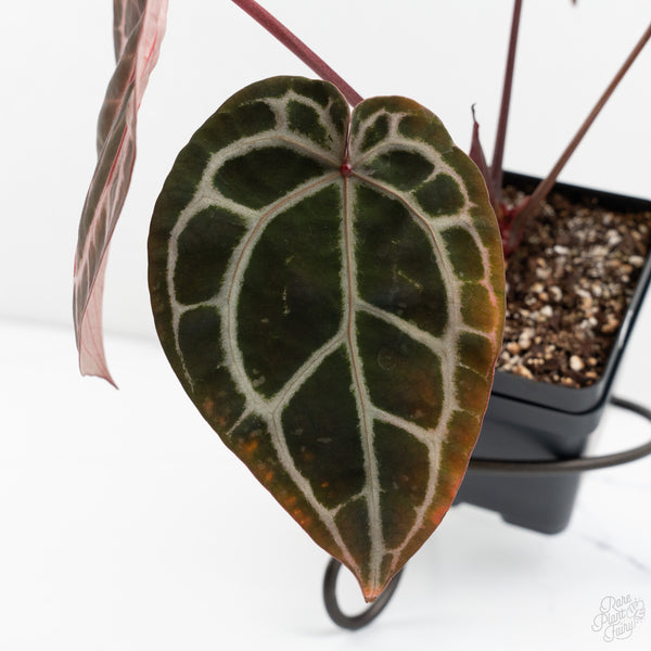 Anthurium Michelle Hot Pink '23' x Zara '14' by DocBlock® (wk9-K)