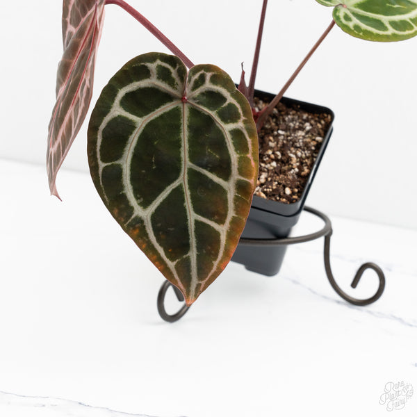 Anthurium Michelle Hot Pink '23' x Zara '14' by DocBlock® (wk9-K)