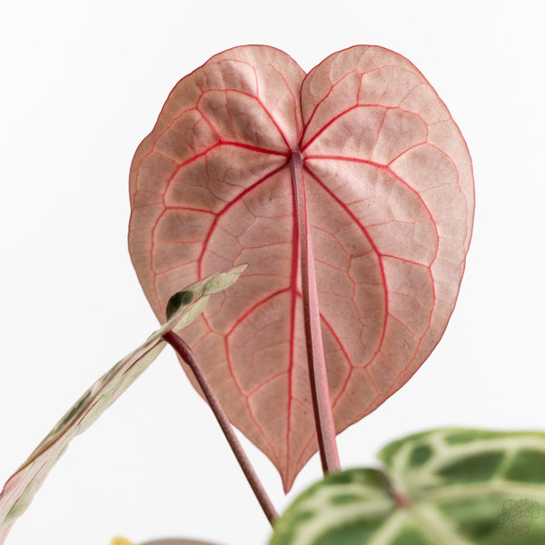 Anthurium Michelle Hot Pink '23' x Zara '14' by DocBlock® (wk9-K)