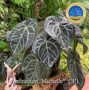 Anthurium Red Crystal '12' x  Michelle '1' by DocBlock® *Grower's choice*