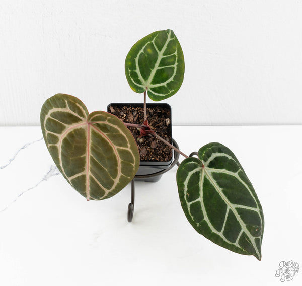 Anthurium Michelle '10' x Home, Sweet Home '32' by DocBlock® (wk11-H)