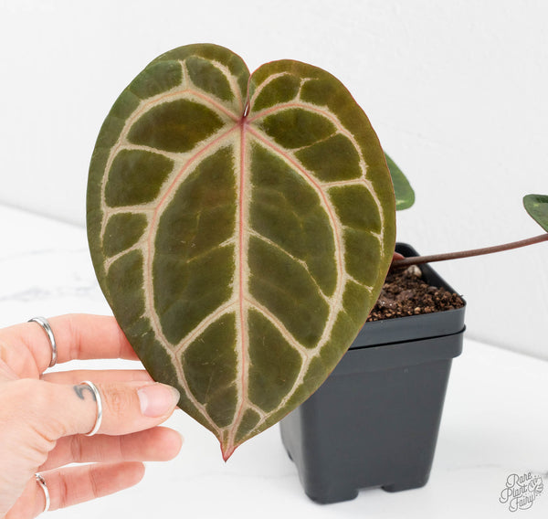 Anthurium Michelle '10' x Home, Sweet Home '32' by DocBlock® (wk11-H)