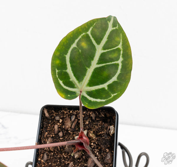 Anthurium Michelle '10' x Home, Sweet Home '32' by DocBlock® (wk11-H)