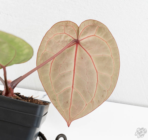 Anthurium Michelle '10' x Home, Sweet Home '32' by DocBlock® (wk11-H)