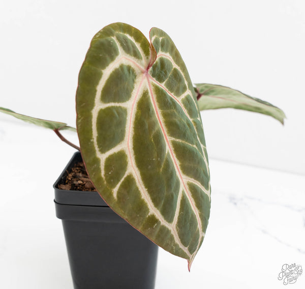 Anthurium Michelle '10' x Home, Sweet Home '32' by DocBlock® (wk11-H)