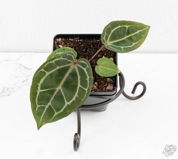 Anthurium Michelle '10' x Home, Sweet Home '32' by DocBlock® (wk11-L)