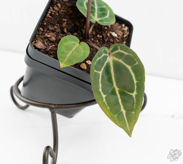 Anthurium Michelle '10' x Home, Sweet Home '32' by DocBlock® (wk11-L)