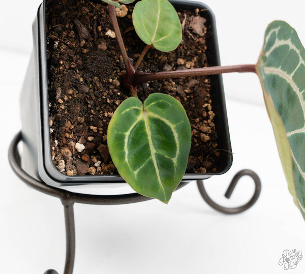 Anthurium Michelle '10' x Home, Sweet Home '32' by DocBlock® (wk11-L)