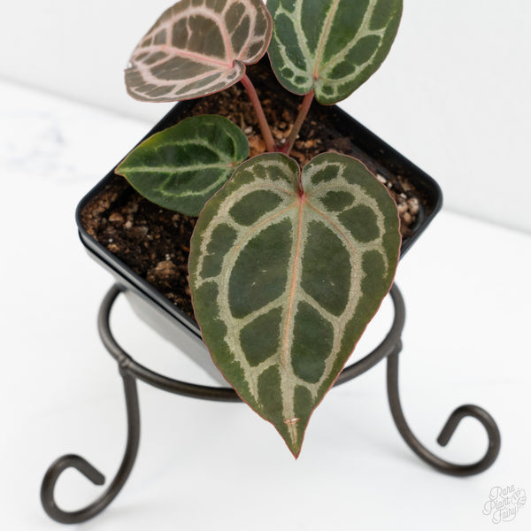 Anthurium Michelle '10' x Home, Sweet Home '32' by DocBlock® (wk10-N)