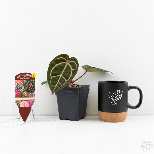 Anthurium Michelle '10' x Home, Sweet Home '32' by DocBlock® (wk9-R)