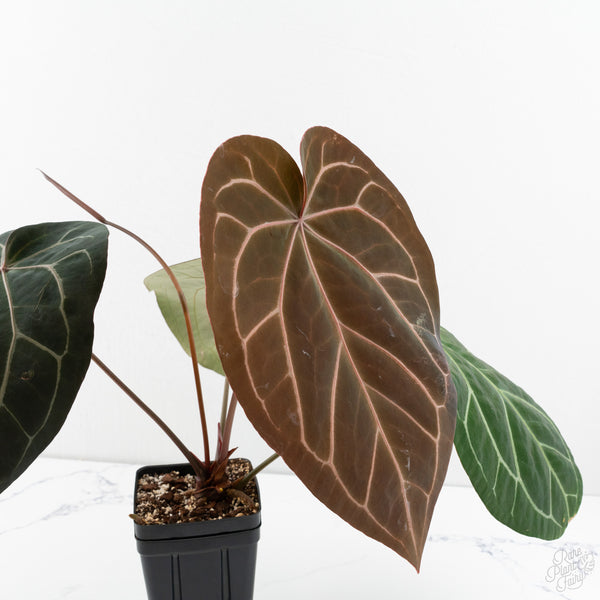 Anthurium Michelle '1' x Purple Rain '27' by DocBlock® (wk9-B)