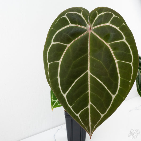 Anthurium Michelle '1' x Purple Rain '27' by DocBlock® (wk9-C)