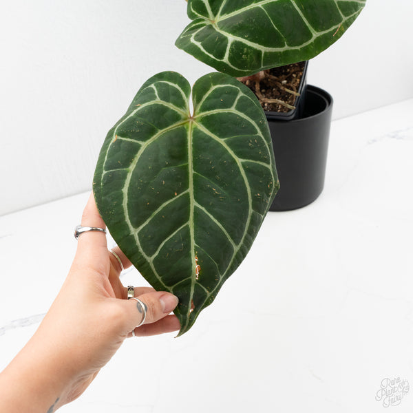 Anthurium Michelle '1' x Purple Rain '27' by DocBlock® (wk9-C)