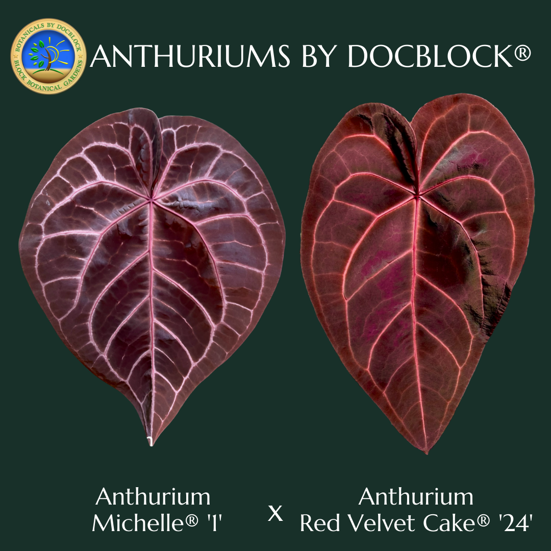 Anthurium Michelle '1' x Red Velvet Cake '24' by DocBlock Anthurium Michelle '1' x Red Velvet Cake '24' by DocBlock