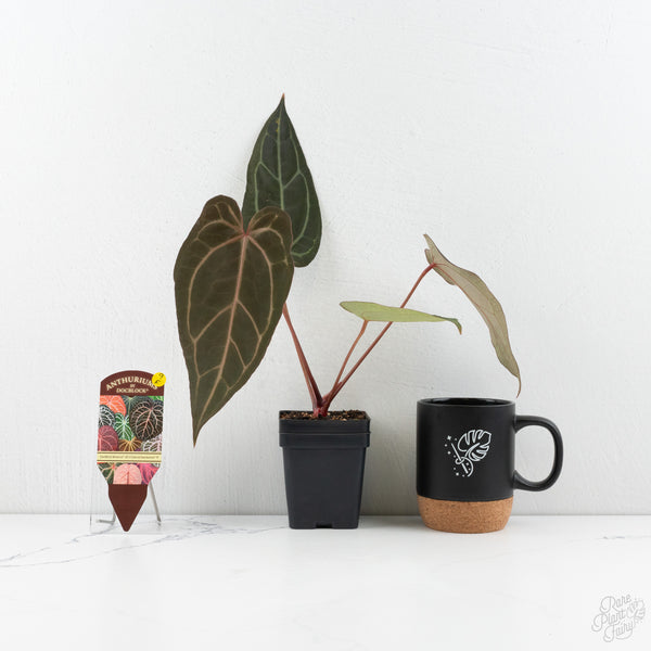 Anthurium Minerva '20' x Dark & Handsome '9' by DocBlock® (wk9-F)