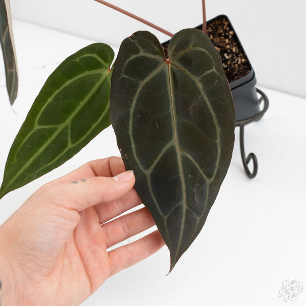 Anthurium Minerva '20' x Dark & Handsome '9' by DocBlock® (wk9-F)