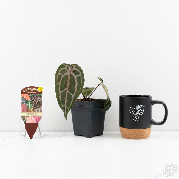 Anthurium Minerva '20' x  Minerva '20' by DocBlock® (wk9-U) *Purple Veins*