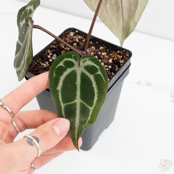 Anthurium Minerva '20' x  Minerva '20' by DocBlock® (wk9-U) *Purple Veins*