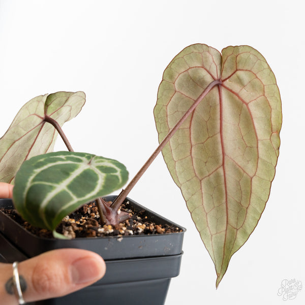 Anthurium Minerva '20' x  Minerva '20' by DocBlock® (wk9-U) *Purple Veins*