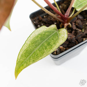 Anthurium NSE Red Crystallinum x Crystallinum Variegated (wk17-UY)