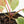 Anthurium NSE Red Crystallinum x Crystallinum Variegated (wk17-UY)