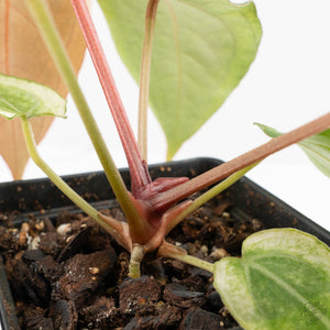 Anthurium NSE Red Crystallinum x Crystallinum Variegated (wk17-UY)