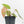 Anthurium NSE Red Crystallinum x Crystallinum Variegated (wk17-UY)