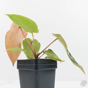 Anthurium NSE Red Crystallinum x Crystallinum Variegated (wk17-UY)