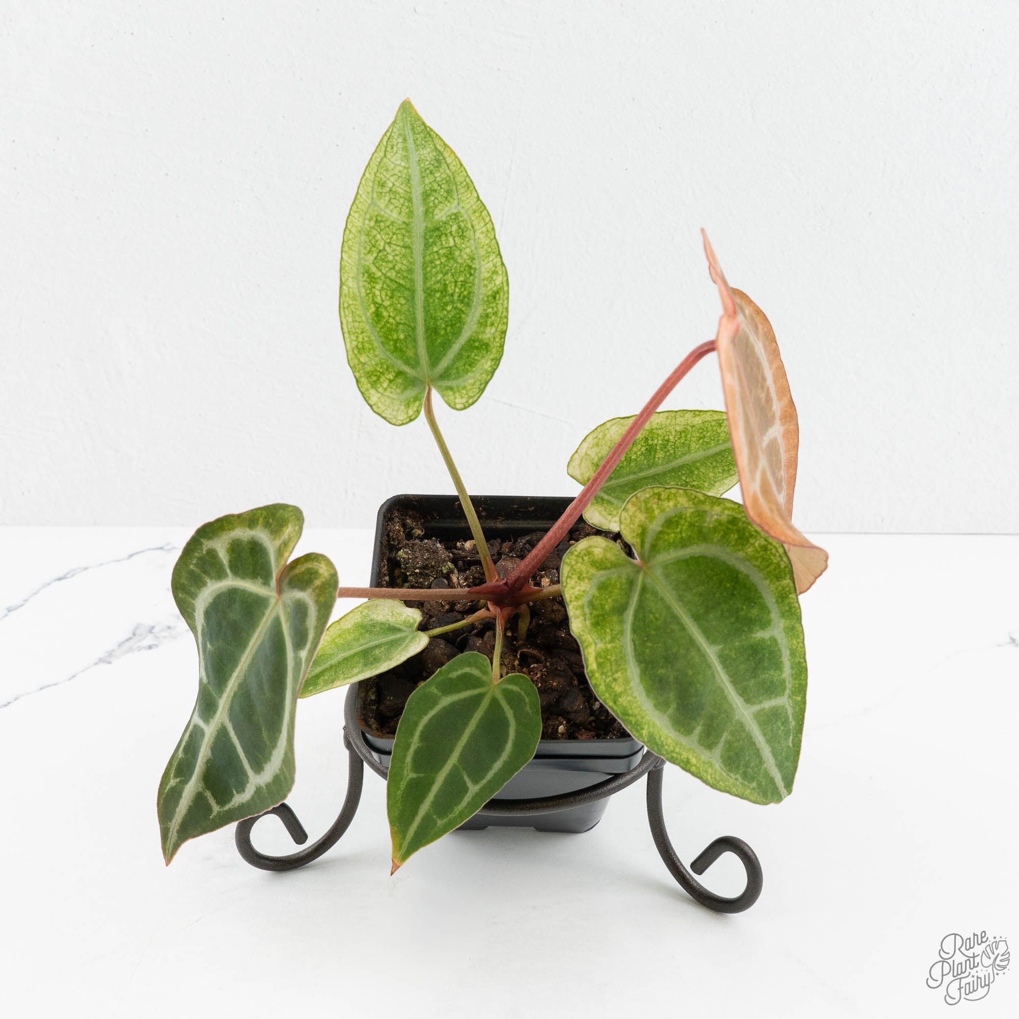 Anthurium NSE Red Crystallinum x Crystallinum Variegated (wk17-UY