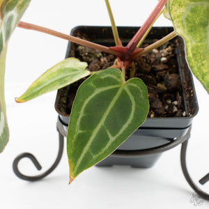 Anthurium NSE Red Crystallinum x Crystallinum Variegated (wk17-UY)