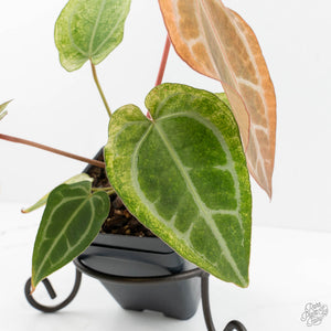 Anthurium NSE Red Crystallinum x Crystallinum Variegated (wk17-UY)