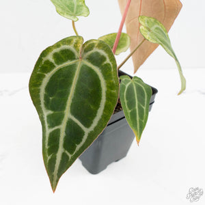 Anthurium NSE Red Crystallinum x Crystallinum Variegated (wk17-UY)