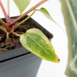 Anthurium NSE Red Crystallinum x Crystallinum Variegated (wk17-UY)