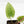 Anthurium NSE Red Crystallinum x Crystallinum Variegated (wk17-UY)