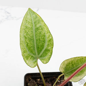 Anthurium NSE Red Crystallinum x Crystallinum Variegated (wk17-UY)