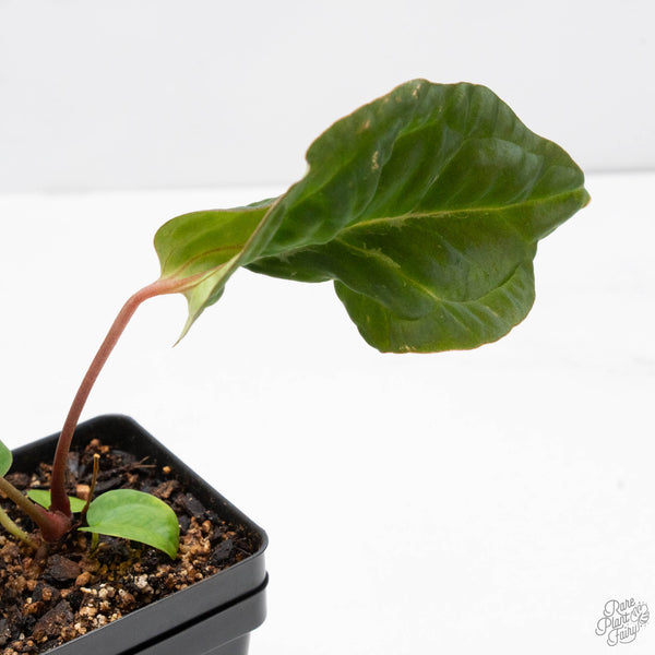 Anthurium NSE Red Crystallinum x Antolakii (BVEP) (wk10-B) *Blister Variegation*