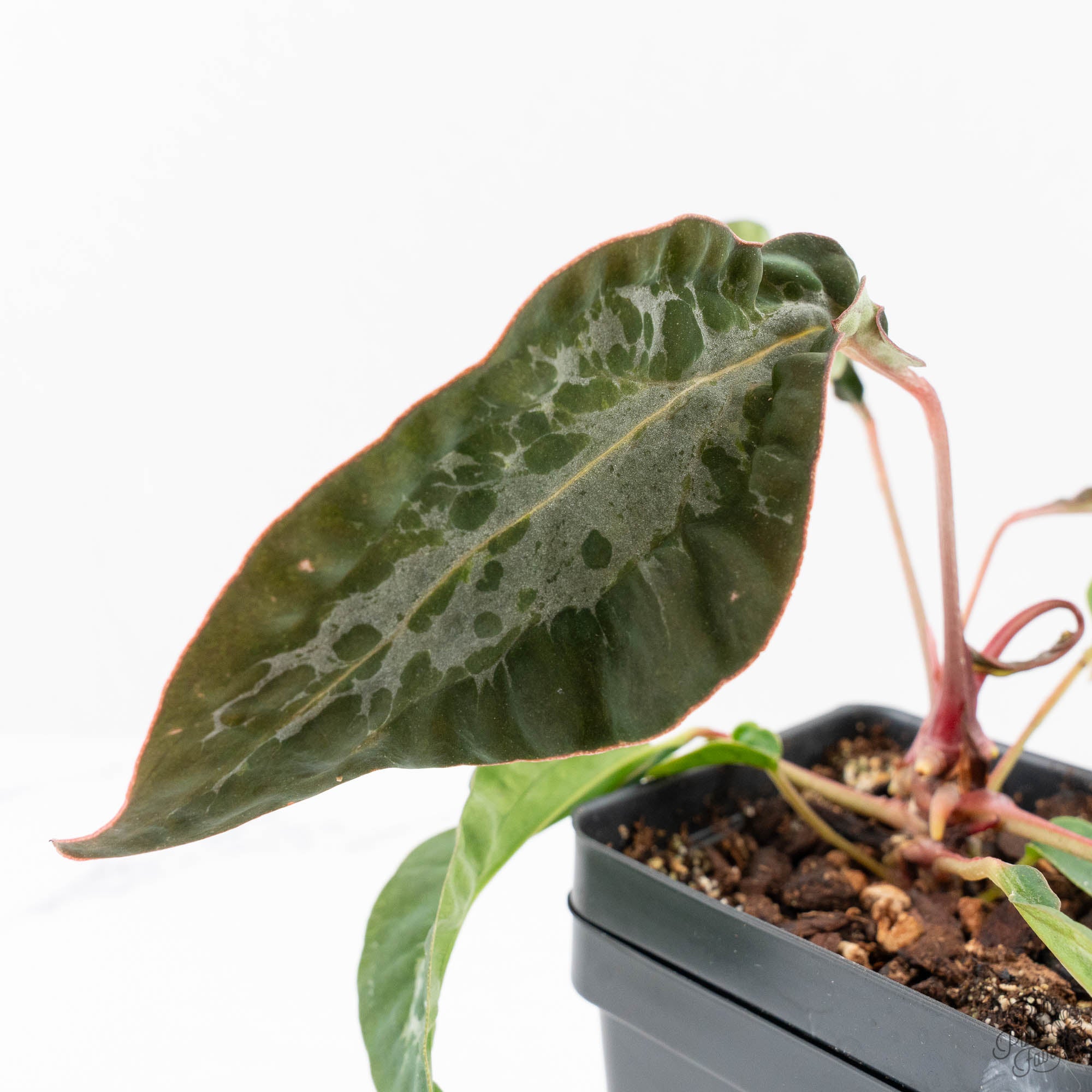 anthurium amazonica Anthurium NSE Red Crystallinum x Antolakii (BVEP) (wk20-N) *Blister Variegated*