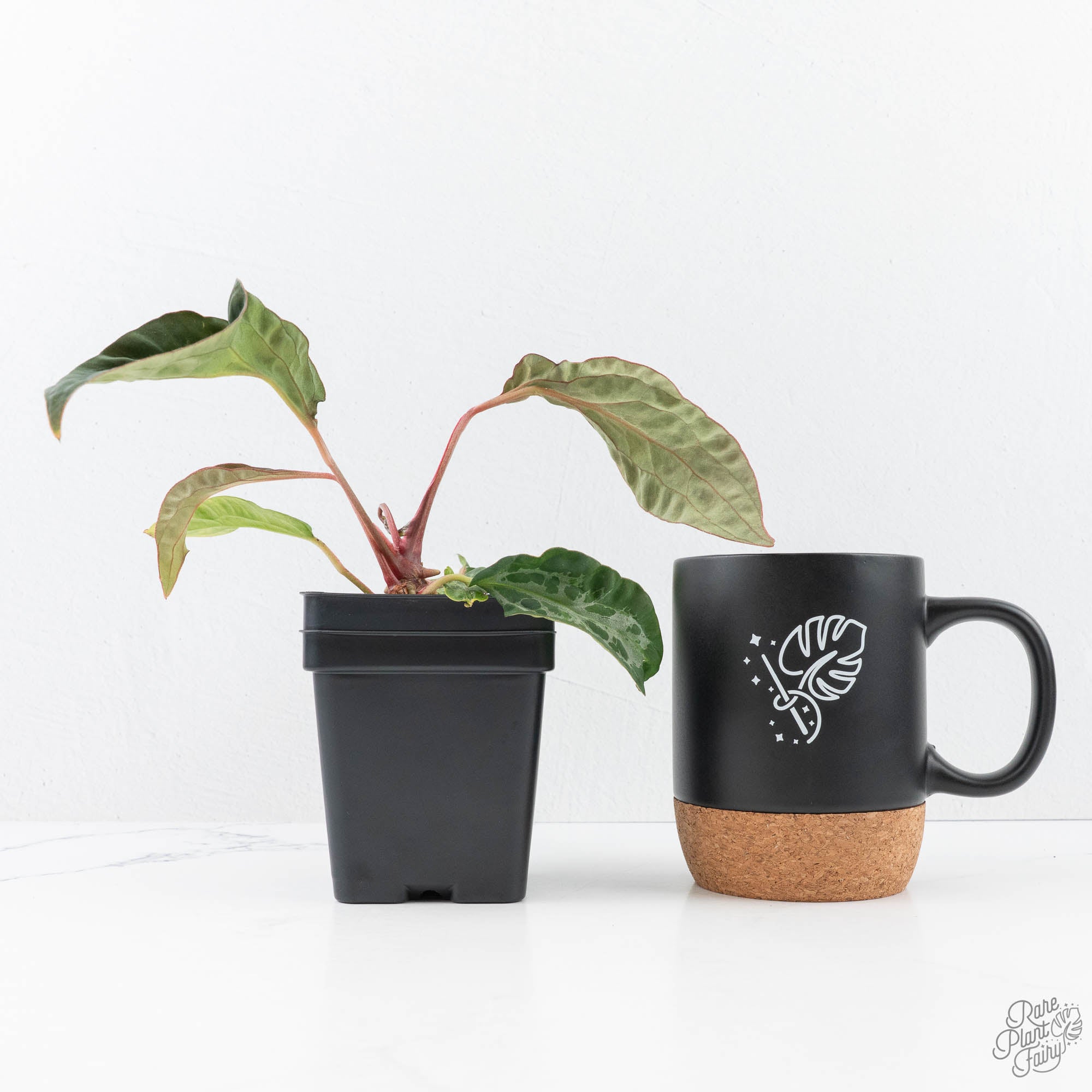 anthurium nse Anthurium NSE Red Crystallinum x Antolakii (BVEP) (wk20-N) *Blister Variegated*