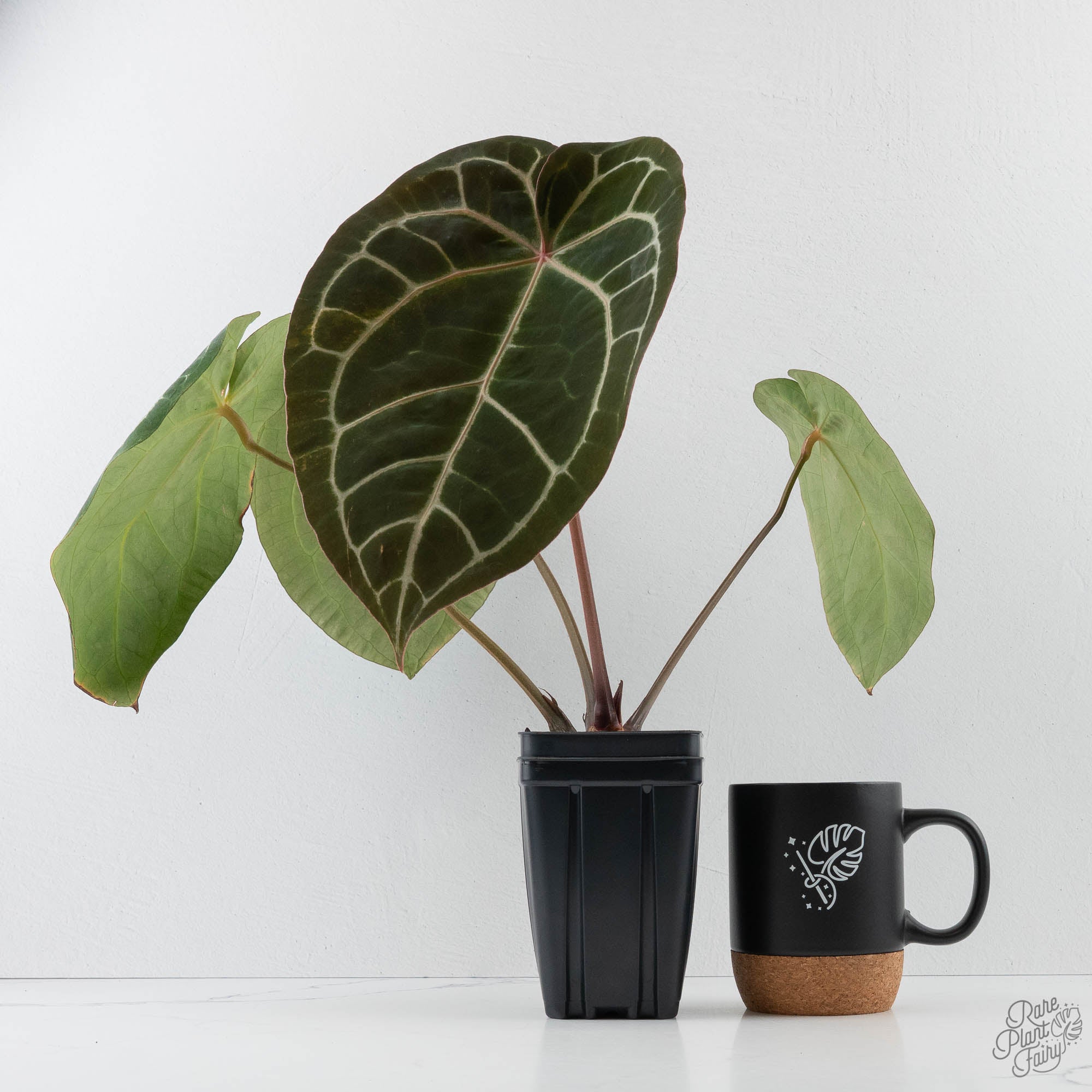 'Red Crystallinum' (NSE) ×'Black Ghost' Anthurium NSE Red Crystallinum x Crystallinum Variegated (wk41-U39
