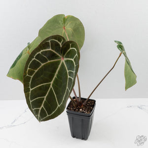 Anthurium NSE Red Crystallinum x Crystallinum Variegated (wk41-U39)
