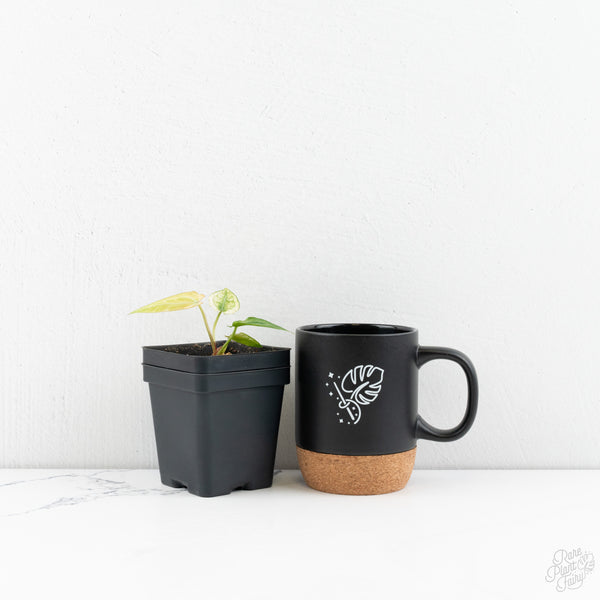 Anthurium NSE Red Crystallinum x Crystallinum Variegated (wk9-UL)