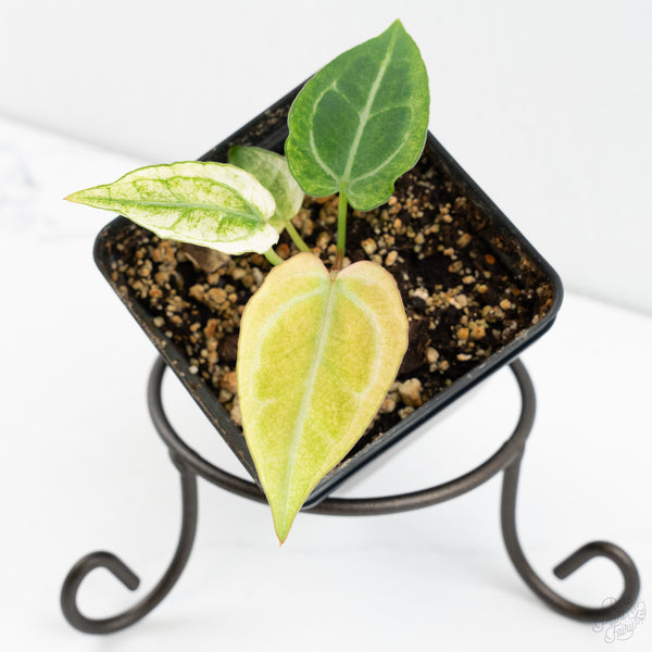 Anthurium NSE Red Crystallinum x Crystallinum Variegated (wk9-UL)