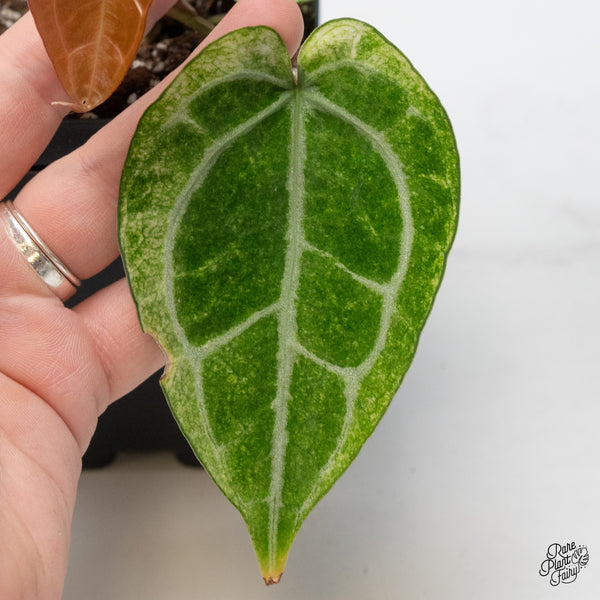 Anthurium NSE Red Crystallinum x Crystallinum Variegated (wk49-UD)