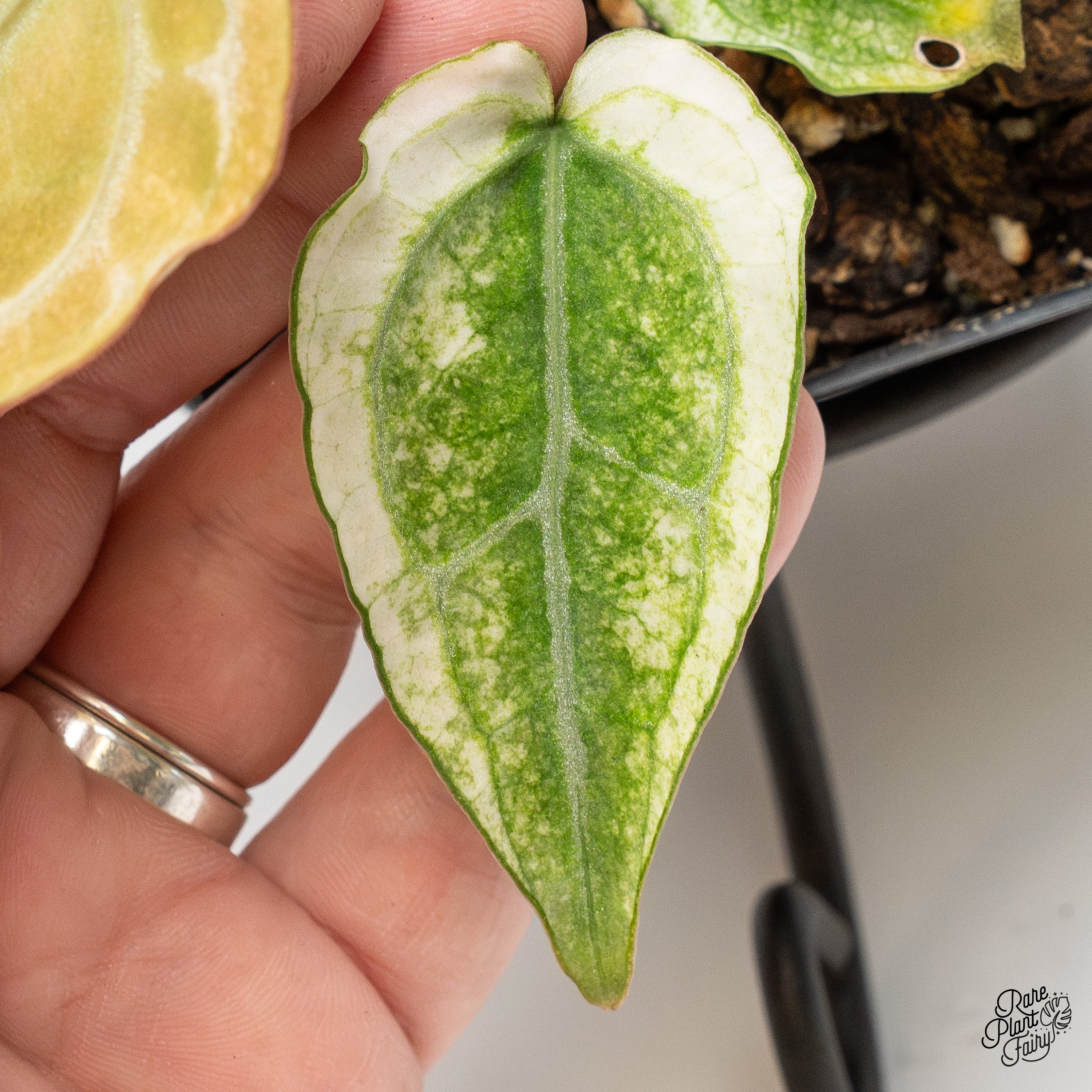 Anthurium NSE Red Crystallinum x Crystallinum Variegated (wk1-UC