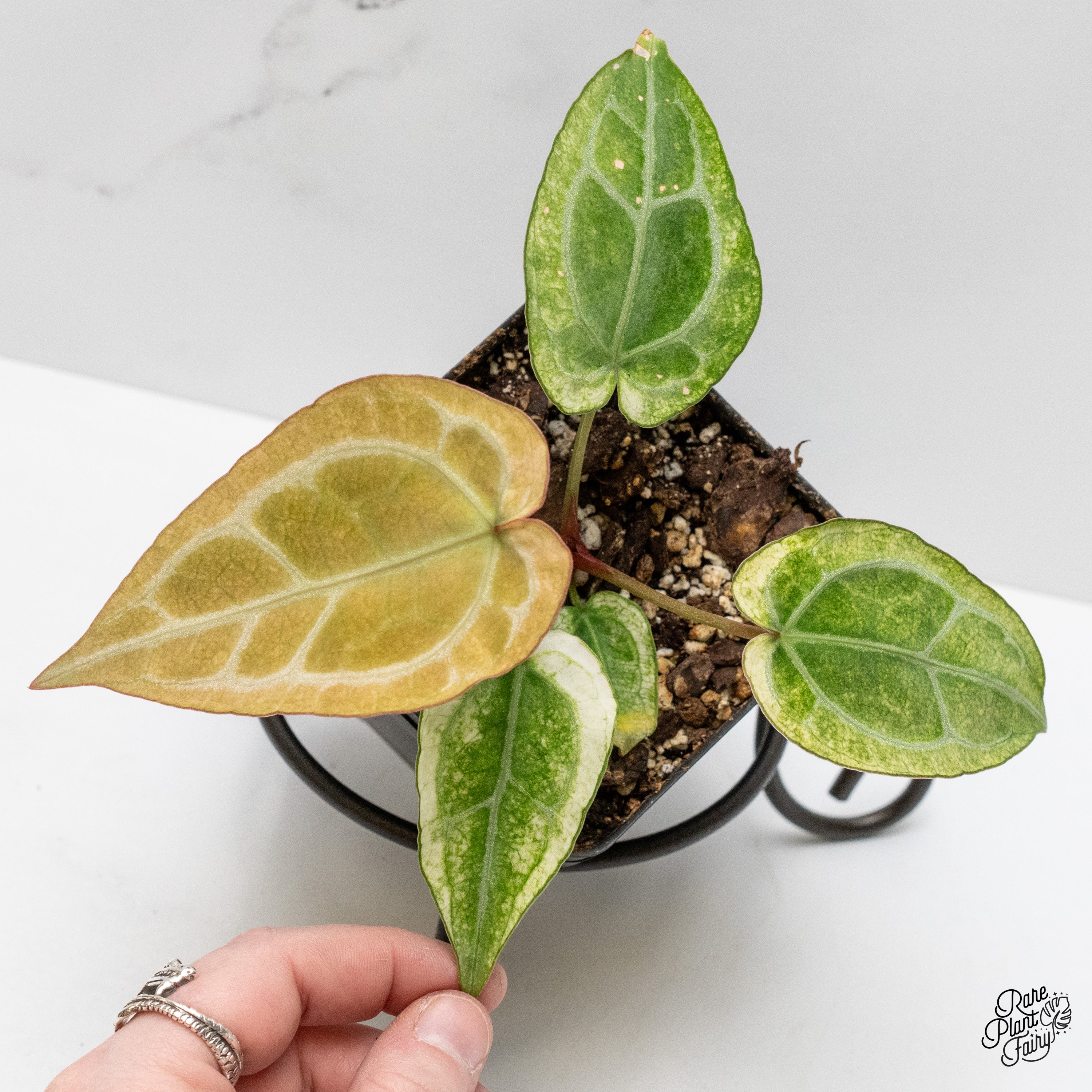 Anthurium NSE Red Crystallinum x Crystallinum Variegated (wk1-UC