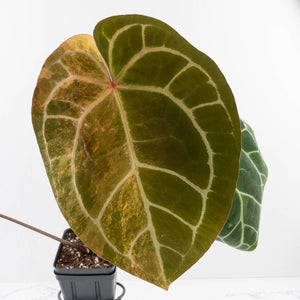 Anthurium NSE Red Crystallinum x Crystallinum Variegated (wk34-U39)