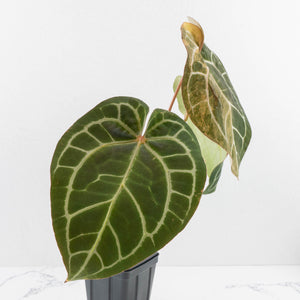 Anthurium NSE Red Crystallinum x Crystallinum Variegated (wk34-U39)