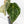 Anthurium NSE Red Crystallinum x Crystallinum Variegated (wk34-U39)